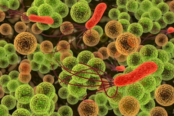 A microflora intestinal e o risco de obesidade e diabete