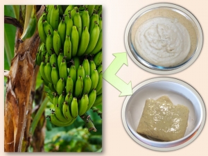 Biomassa de banana verde: voc&ecirc; j&aacute; ouviu falar?