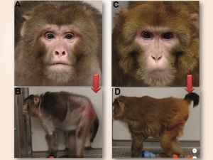 Alimenta&ccedil;&atilde;o controlada e a longevidade
